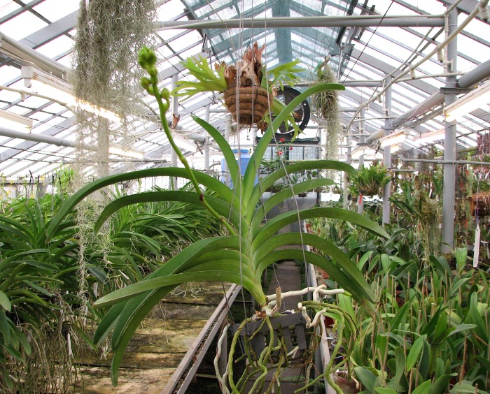 Vanda Vivan x Ascocenda Suksamran Gold.JPG