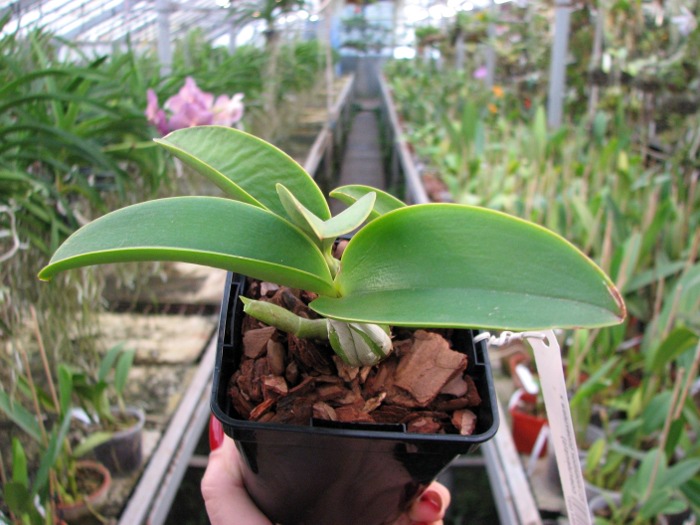 Cattleya nobilior (coerulea x coerulensis).JPG