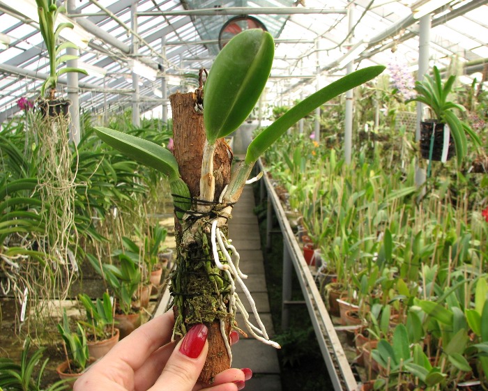 Laeliocattleya Hsinying Ezcell 'D'.JPG