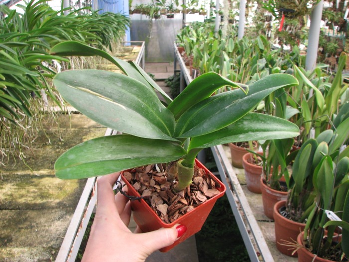 Brassolaeliocattleya Haadyai Delight 'Bangprom Gold' (Angkinantana x Destiny).JPG