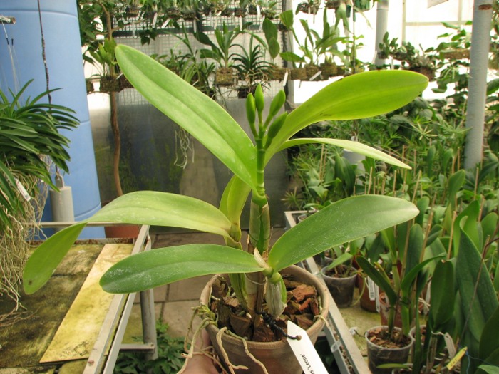 Laeliocattleya Sierra Skies 'Leone'.JPG