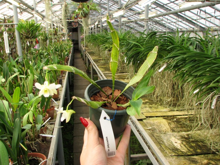 Dendrobium platycaulon.JPG