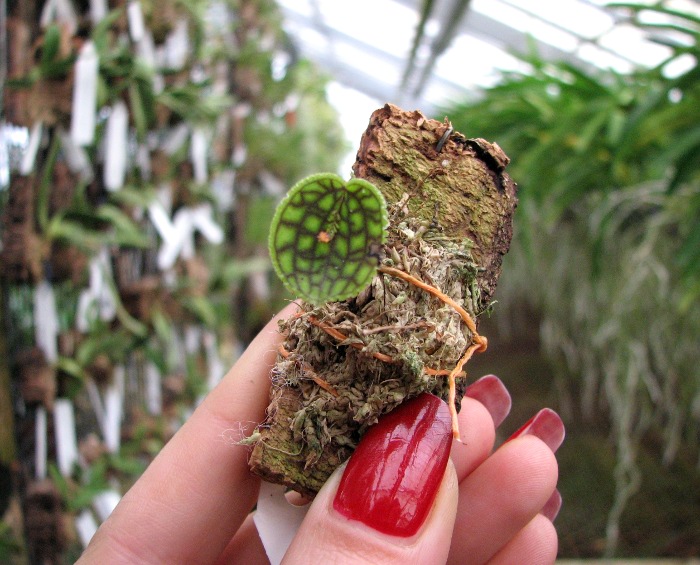 Lepanthes calodictyon.JPG
