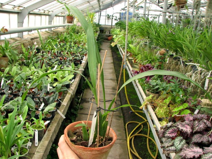 Zygopetalum 'Rhein Blue Angel'.JPG