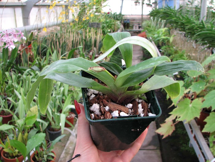 Paphiopedilum spicerianum.JPG