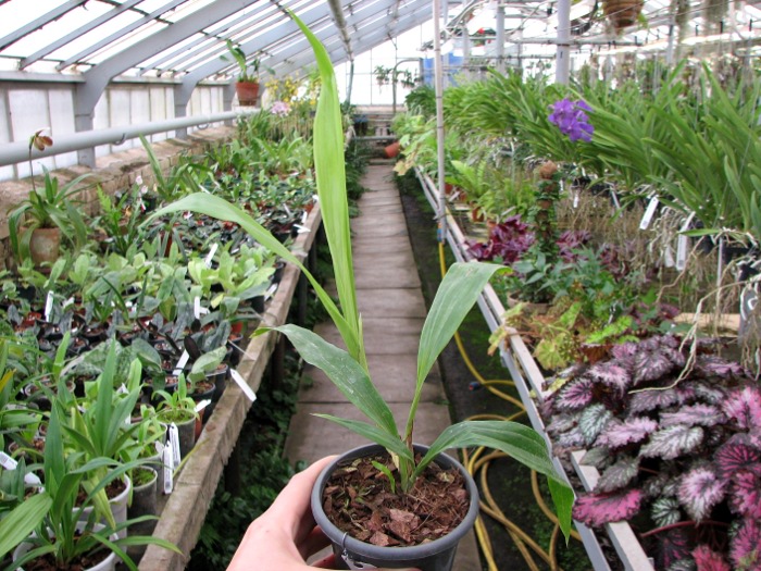 Zygonisia Cynosure 'Blue Water Sailing'.JPG