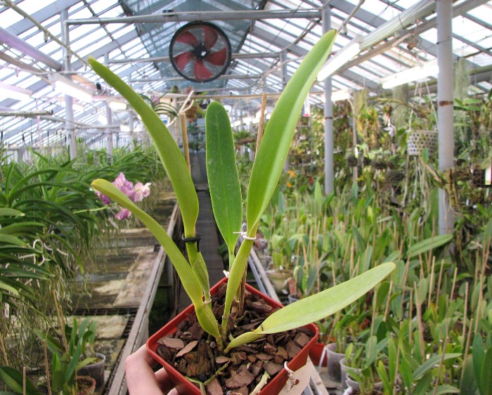 Cattleya dowiana x SELF.JPG