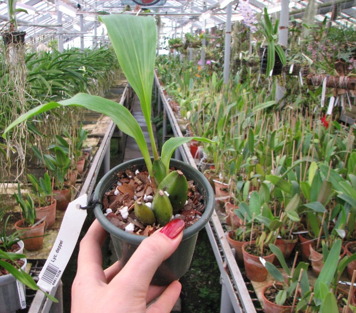 Lycaste deppei.JPG