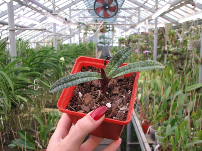 Paphiopedilum armeniacum.JPG