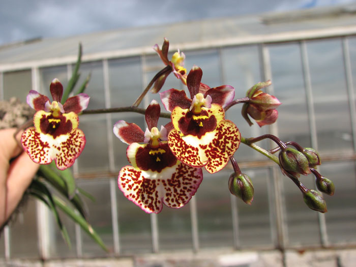 Oncidium (Tolumnia) hybrids.jpg