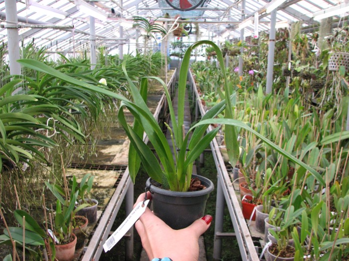 Wilsonara Opalescent 'On The Edge'.JPG