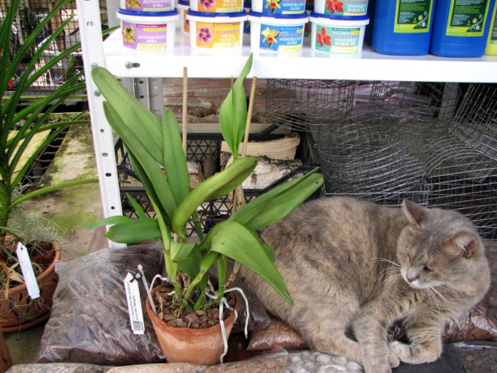 Laeliocattleya Hsinying Pub 'Albo Sanguinea' (purpurata x Batagesi).JPG
