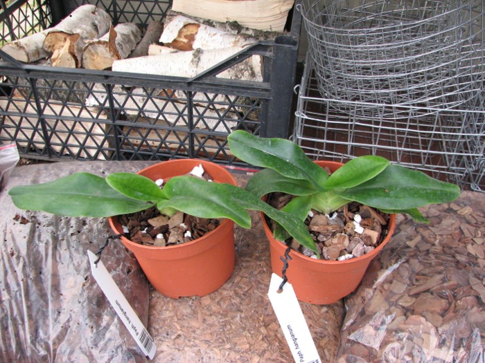 Paphiopedilum hangianum.JPG