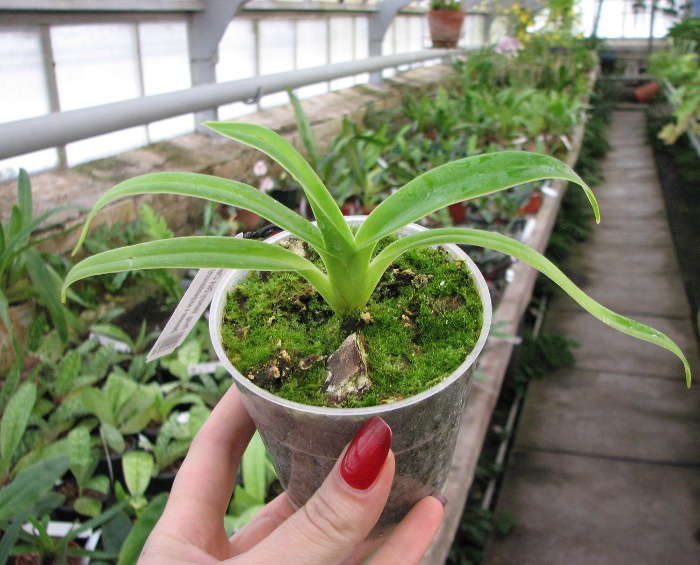 Phragmipedium Memory Dick Clements (besseae x sargentianum).JPG