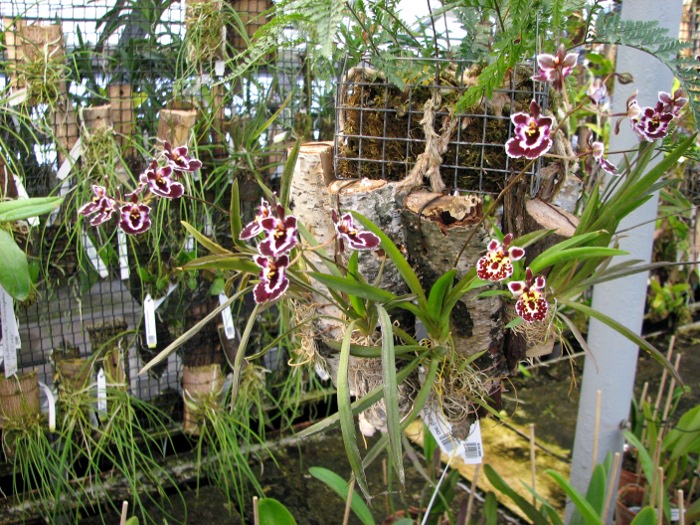 Oncidium (Tolumnia) hybrids.JPG