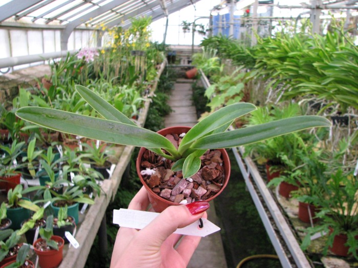 Paphiopedilum henryanum.JPG