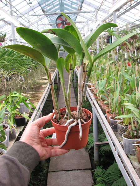 Cattleya Korat Spot.jpg