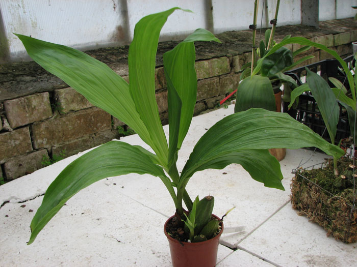 Lycaste Fire Bird.jpg