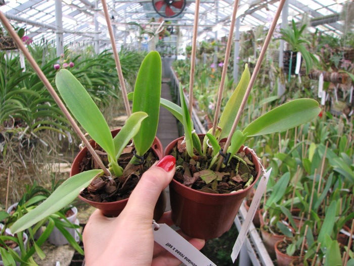 Cattleya dowiana rosea x self.JPG