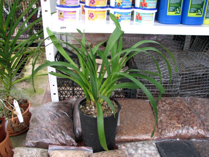 Cymbidium 'Vogel's Magic'.JPG