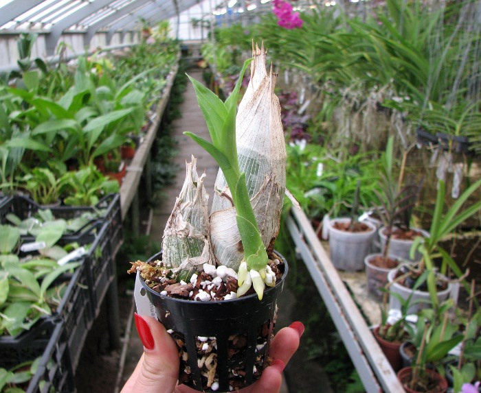 Catasetum (pileatum x expansum Dark).JPG