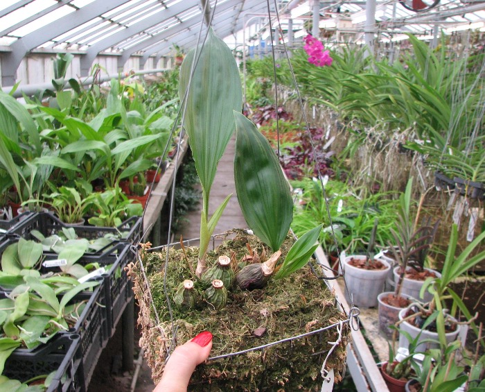 Stanhopea florida.JPG