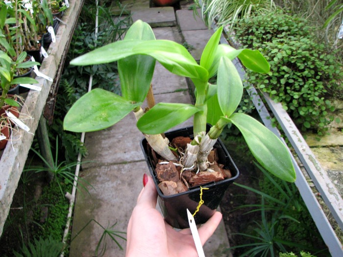 Dendrobium Jairak Spin.JPG