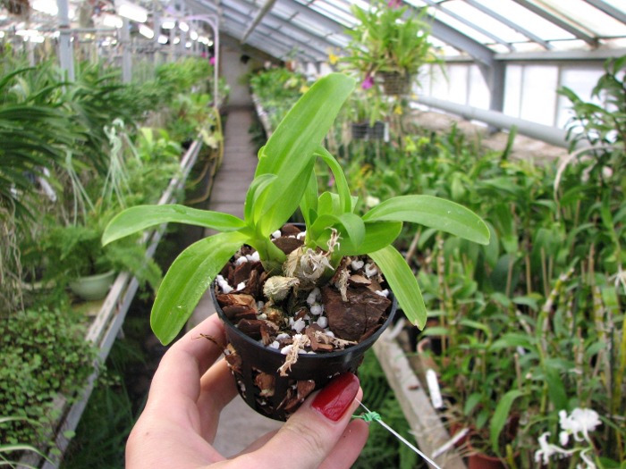 Dendrobium peguanum.JPG