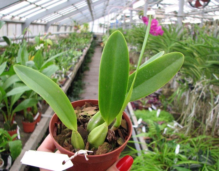 Laelia anceps lineatha x Laelia anceps pelorica 'Roeblingiana'.JPG