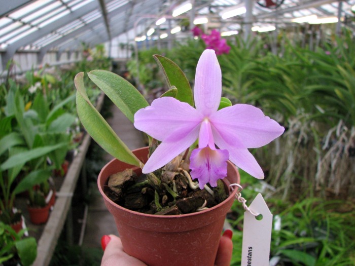 Laelia alaori x praestans.JPG