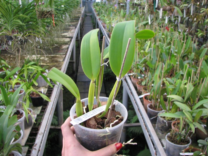 Cattleya lueddemanniana coerulea (Ssique x Murillo) x Cattleya lueddemanniana coerulea (Mariauxi x Amparo).JPG