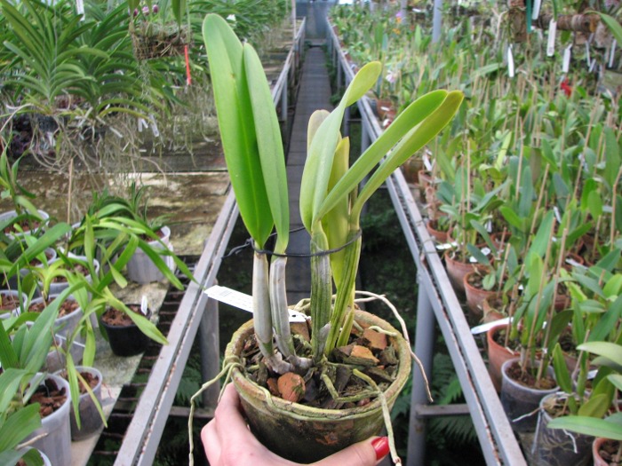 Cattleya lueddemanniana coerulea 'Monte Verde' x Cattleya lueddemanniana coerulea 'Mar azul'.JPG