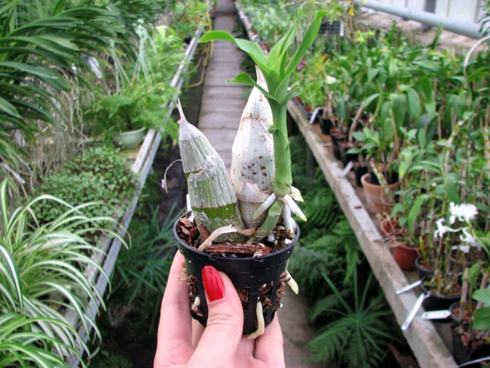 Catasetum pileatum hybrid.JPG
