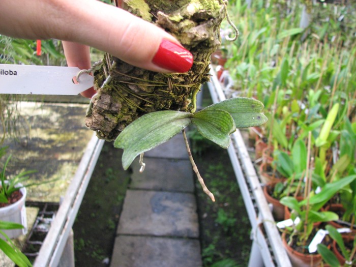 Aerangis biloba.JPG