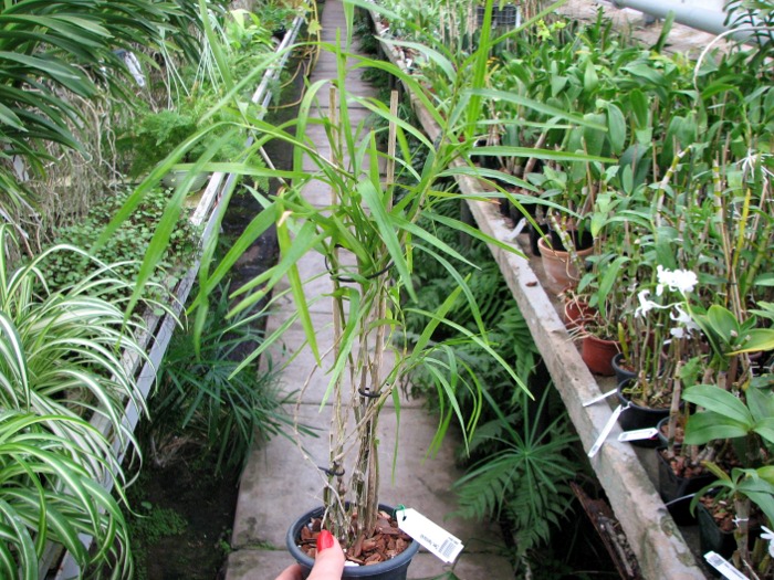 Dendrobium hancockii.JPG