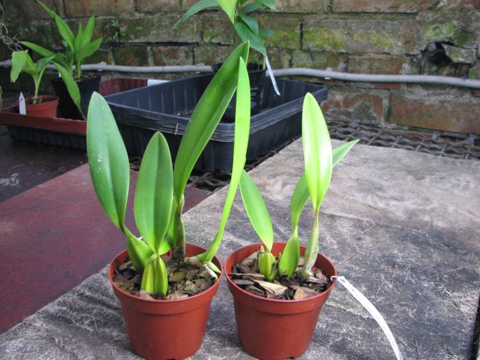 Laelia anceps coerulea 'Veitchiana' x SELF.JPG