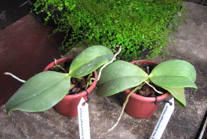 Phalaenopsis Auspice Knight 'Malayan'.JPG