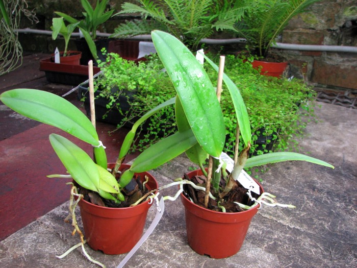 Cattleya maxima rubra 'Peruana' x SELF.JPG