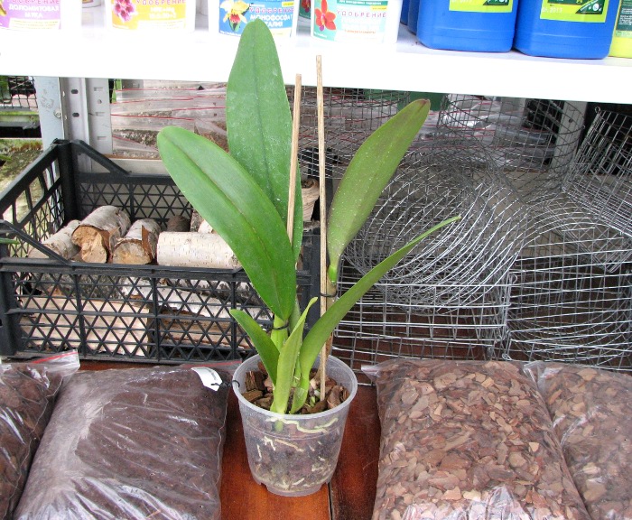 Brassolaeliocattleya Fort Watson 'Mendenhall'.JPG