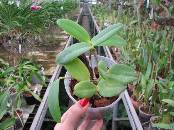 Cattleya intermedia orlata marginata coerulea 'AWZ' x Cattleya intermedia coerulea aquini flamea 'AWZ'.JPG