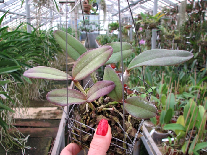 Cattleya schilleriana 'Cleber Munhol' x Cattleya schilleriana 'Pedra do Vento'.JPG