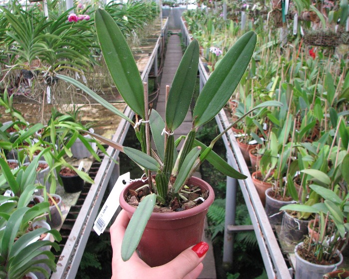 Cattleya luteola.JPG