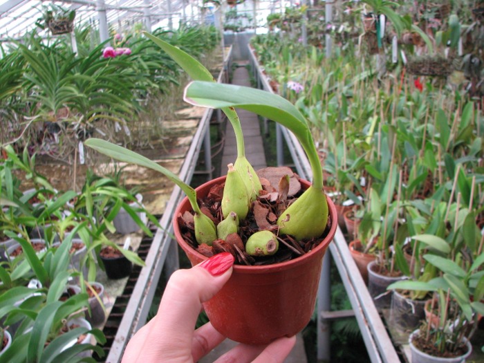 Bulbophyllum lobbii.JPG