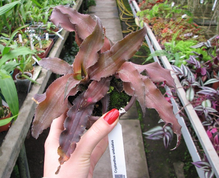 Cryptanthus undulatus.JPG