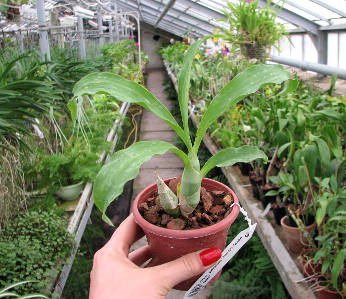 Catasetum pileatum 'Jumbo Green Gold'.JPG