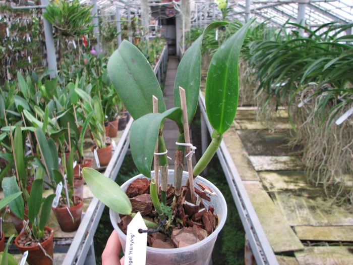 Potinara Burana Angel 'Hsinying'.JPG