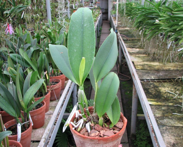 Rhyncholaeliocattleya Always Dream 'Volcano Queen' (Lucky Man x Hawaiian Ovation).JPG