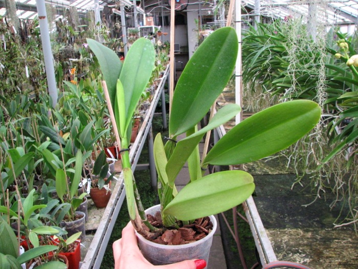 Brassolaeliocattleya Pink Empress 'Ju-Sen' (Bc. Mount Hood x Blc. Bryce Canyon).JPG