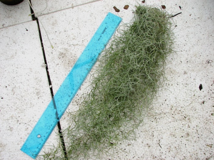 Tillandsia usneoides.JPG