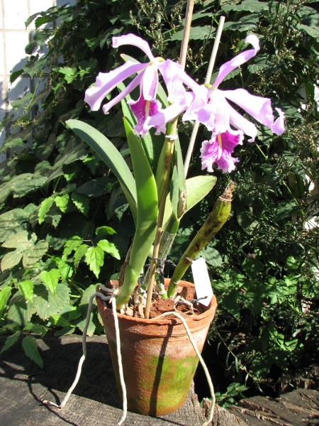 Cattleya maxima2.JPG